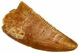 Serrated Raptor Tooth - Real Dinosaur Tooth #299707-1